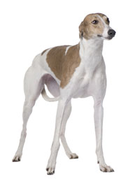 Greyhound